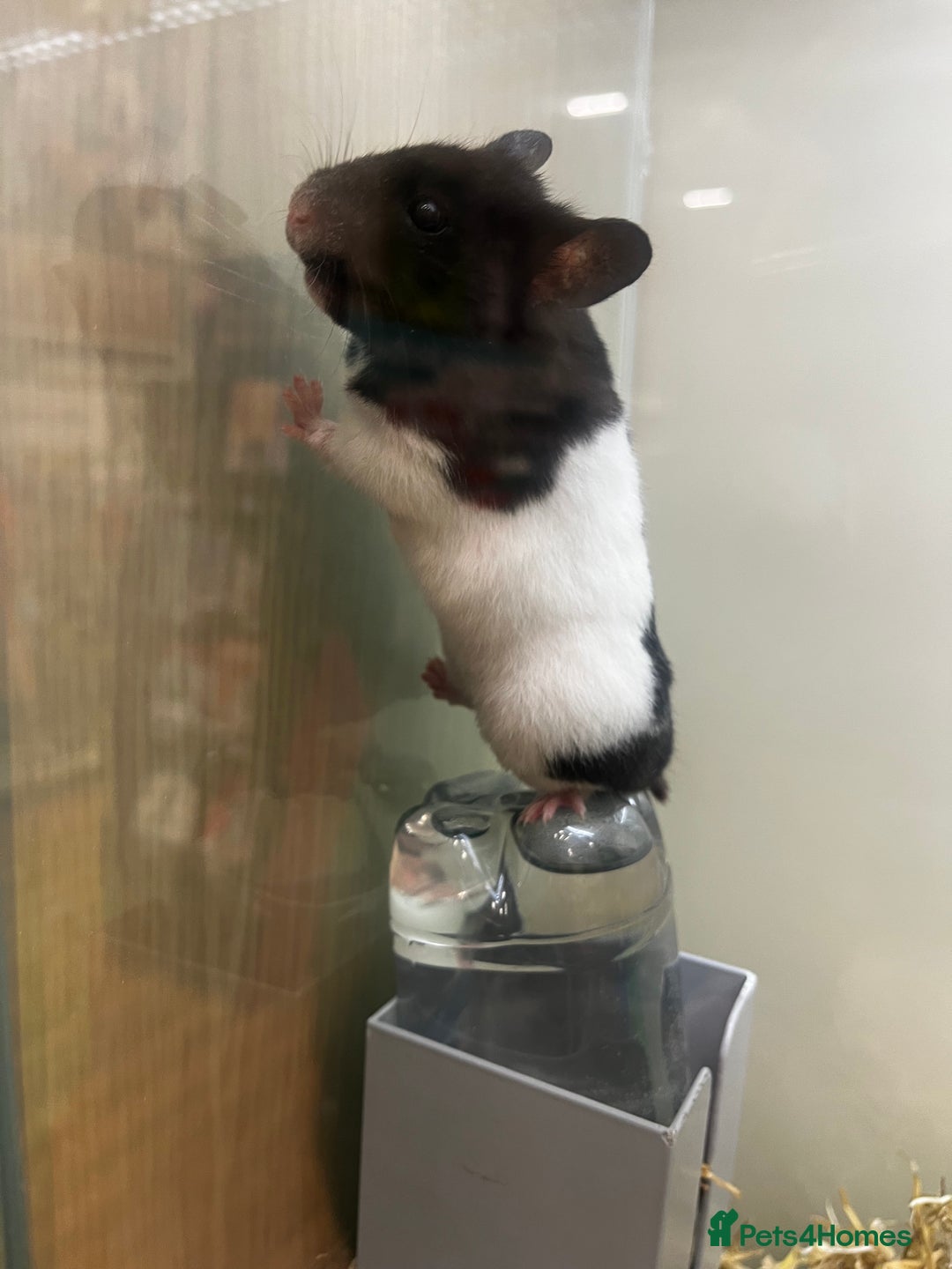 Hamster rodents for sale: Cute hamster needs forever home 🏠  - Advert 11