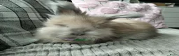 Angora rabbits for sale: English Angora Full Faced - Advert 10