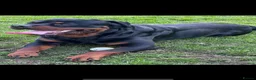 Rottweiler dogs for stud: Rottweiller for stud  in Bristol - Advert 2