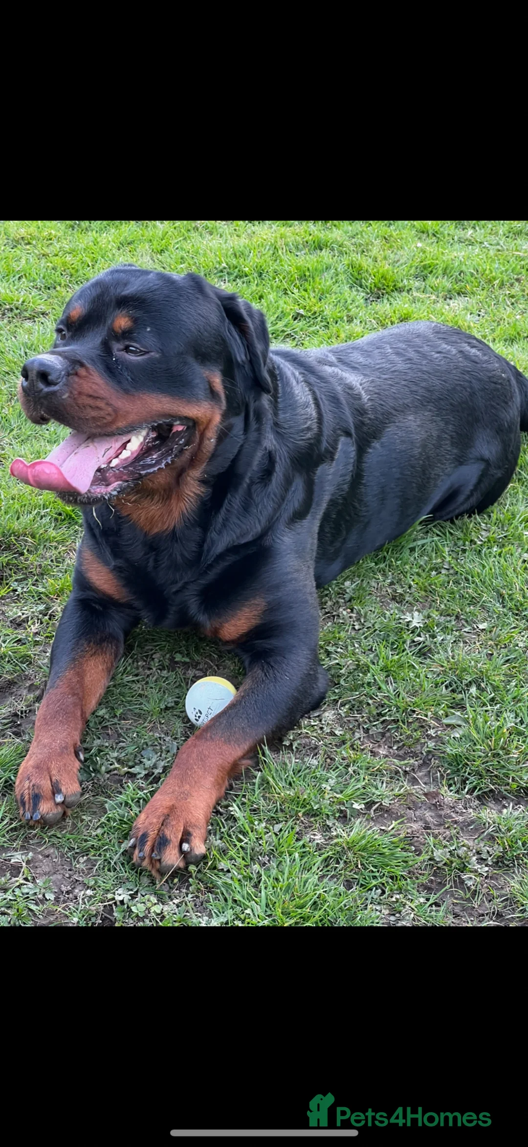 Rottweiler dogs for stud: Rottweiller for stud  in Bristol - Advert 2