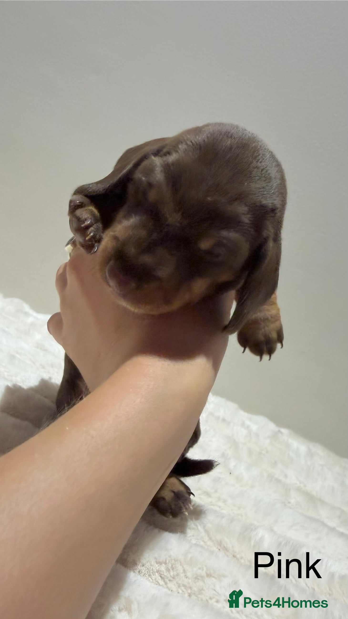 Miniature Dachshund dogs for sale: 🐾 Miniature Dachshund Puppies For Sale 🐾  - Advert 7
