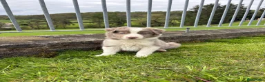 Border Collie Puppy 3