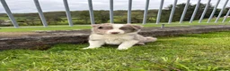 Border Collie dogs for sale: Rare Welsh Border Collie Puppies - Advert 4