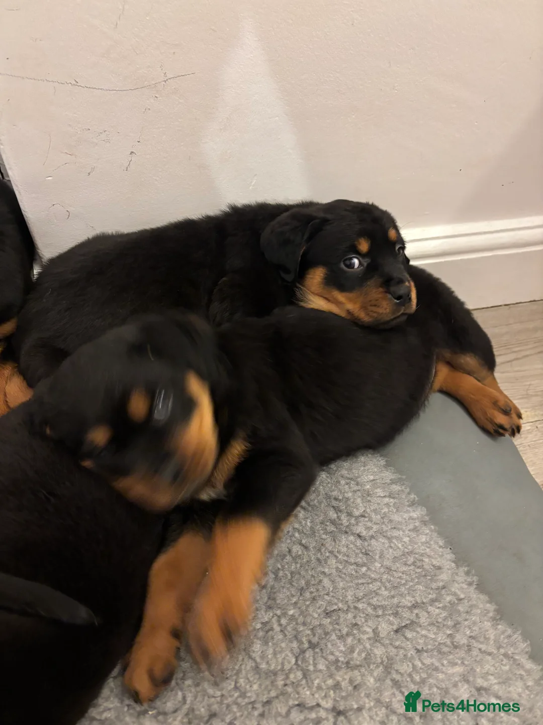 Rottweiler dogs for sale: 🐾🐶 beautifulRottweiler puppies 3 Girls Left🐶🐾 - Advert 7