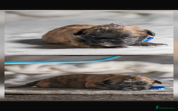 Mixed Breed dogs for sale: 6 Gorgeous Shorkie’s ready 20/12/025 - Advert 2