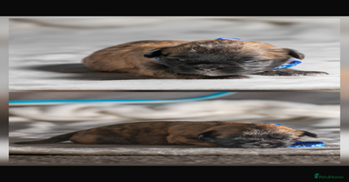 Mixed Breed dogs 6 Gorgeous Shorkie’s ready 20/12/025 - Advert 12