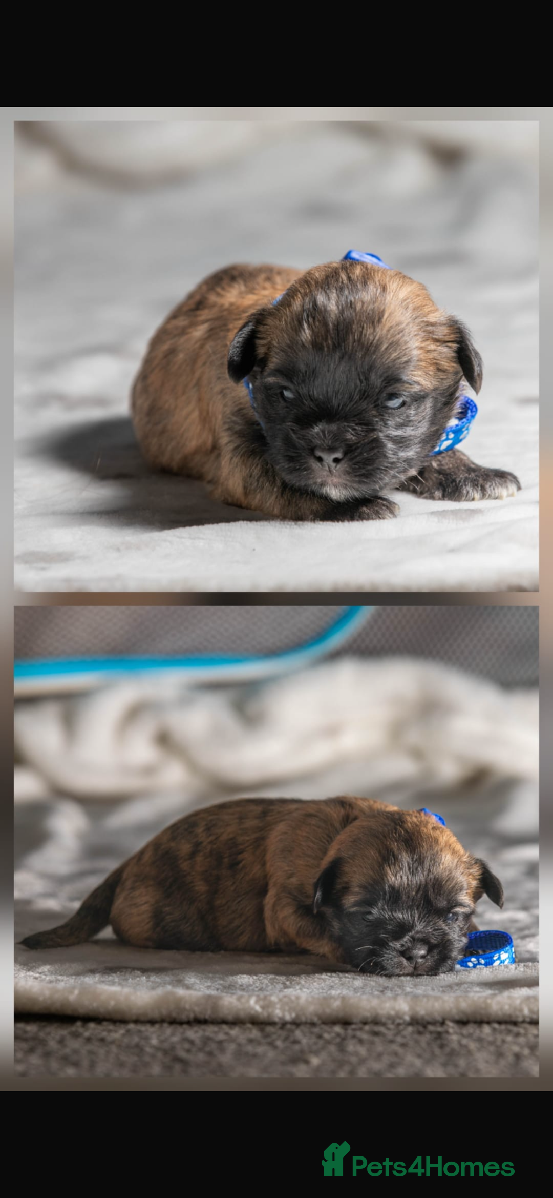 Mixed Breed dogs for sale: 6 Gorgeous Shorkie’s ready 20/12/025 - Advert 2