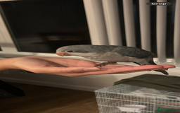Budgerigars birds for sale:  Two Adorable Blue-Grey Baby Quaker Parrots - Image 3