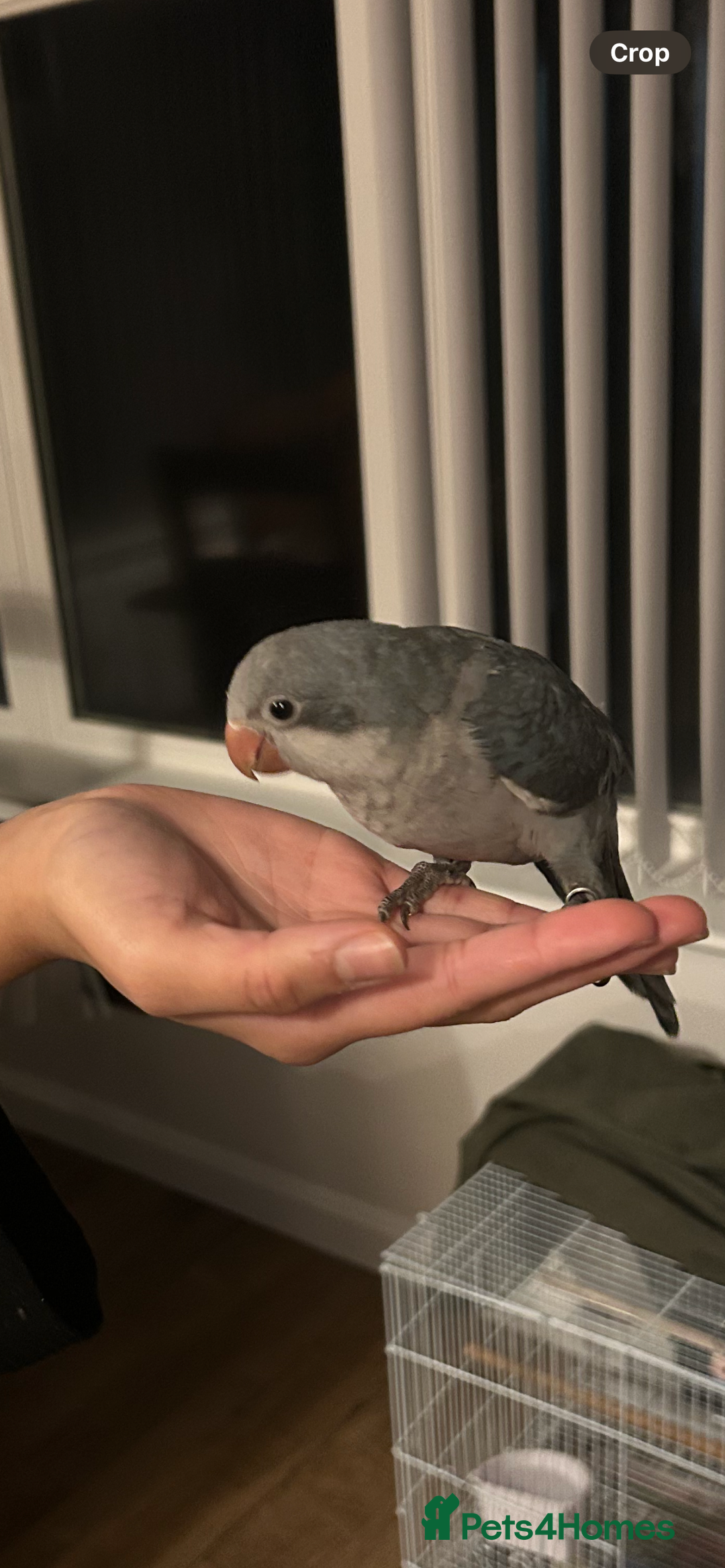 Budgerigars birds for sale:  Two Adorable Blue-Grey Baby Quaker Parrots - Image 3