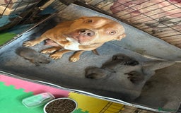 Staffordshire Bull Terrier dogs for sale: Beautiful blue staff puppies for sale  - Image 3