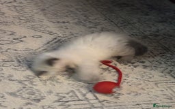 Ragdoll cats for sale: Ragdoll - Pedigree  - Image 10