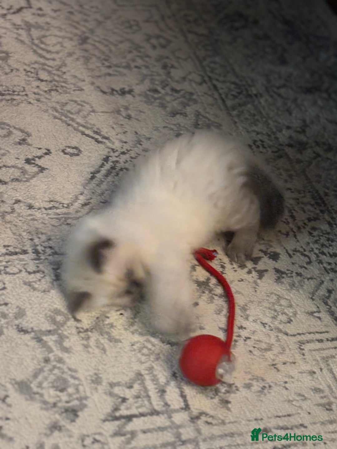 Ragdoll cats for sale: Ragdoll - Pedigree  - Image 10