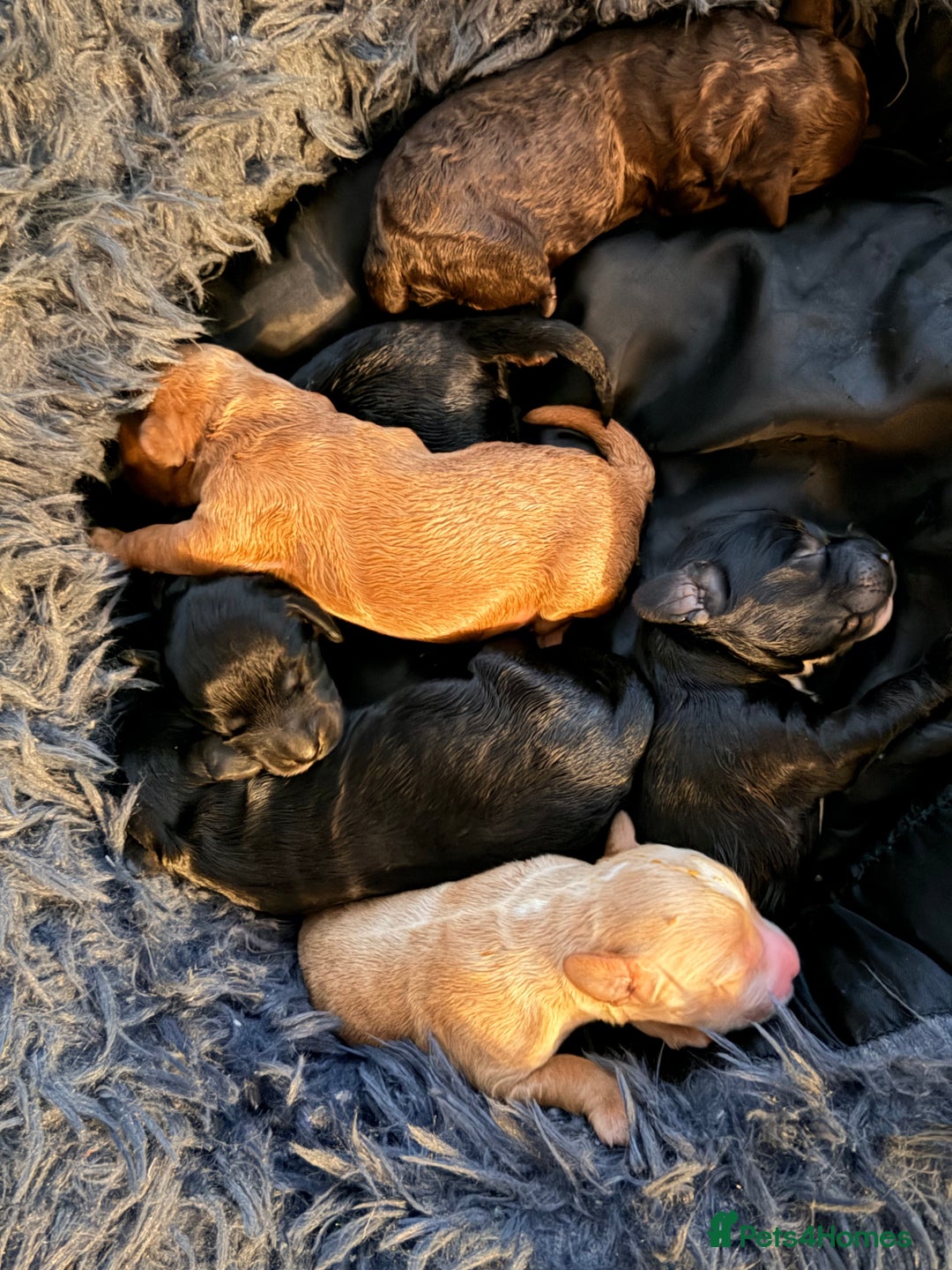 Cockapoo dogs for sale: Adorable Puppies Looking for Their Forever Homes! - Advert 2