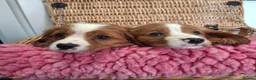 Cavalier King Charles Spaniel dogs for sale: Cavalier king charles pups - Advert 18