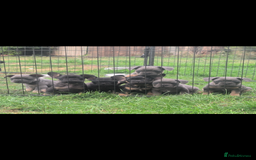 French Bulldog dogs for sale: French bulldog puppies!!! - Image 6
