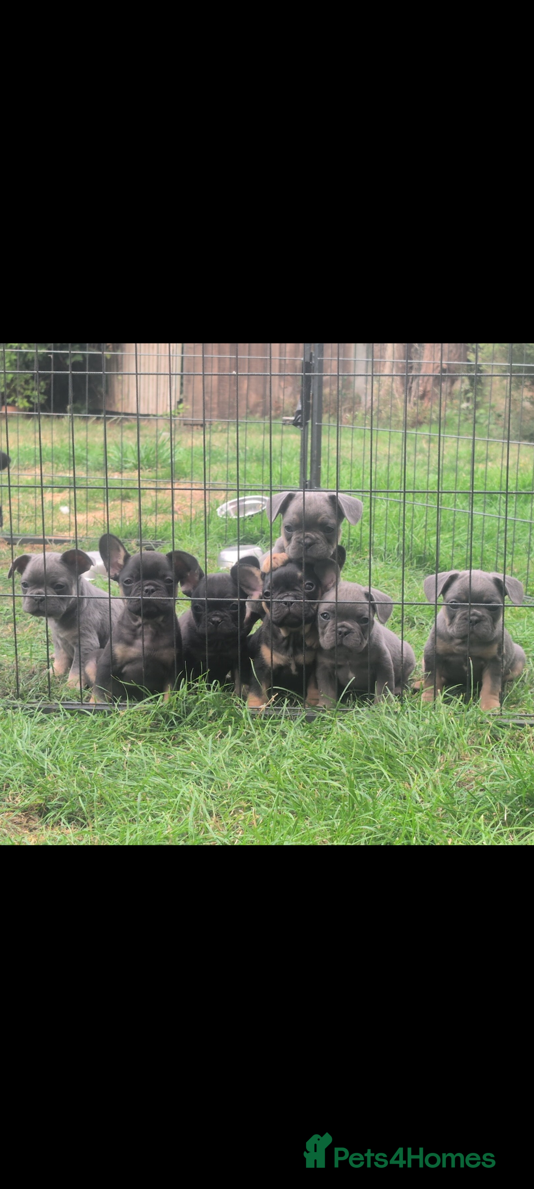 French Bulldog dogs for sale: French bulldog puppies!!! - Image 6