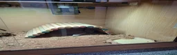 Bearded Dragon reptiles for sale: Juvenile Bearded Dragon & Full Set Up - Advert 17