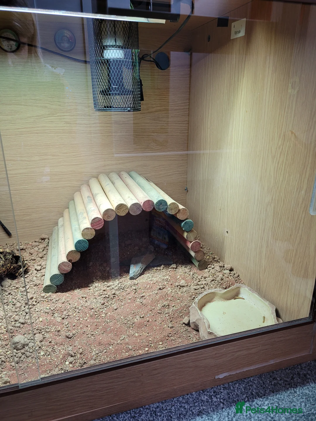 Bearded Dragon reptiles for sale: Juvenile Bearded Dragon & Full Set Up - Advert 17
