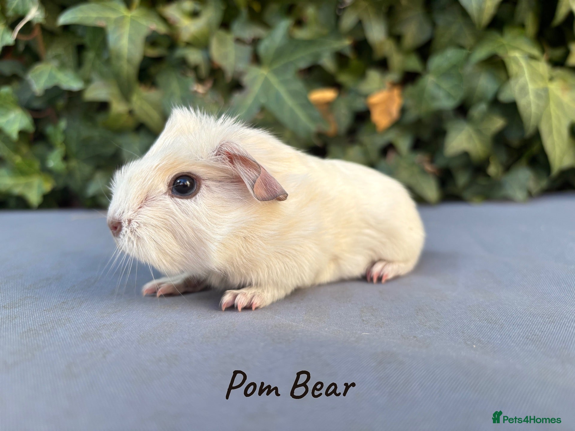 Guinea Pig rodents Beautiful baby guinea pigs  - Advert 16