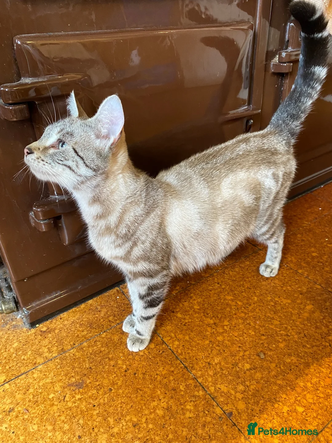 Mixed Breed cats for sale: Litter of white tabby cats  - Advert 1