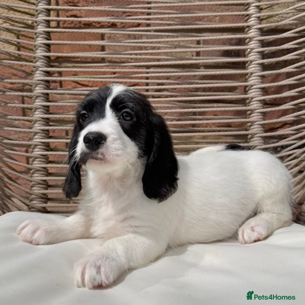 Mixed Breed dogs for sale: ⭐️⭐️Poogle Puppies (Beagle x Miniature Poodle)⭐️⭐️ - Advert 17