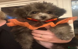 Maltipoo dogs for sale: RARE SILVER Teddy asian Maltipoo FULLY VACCINATED  - Image 4