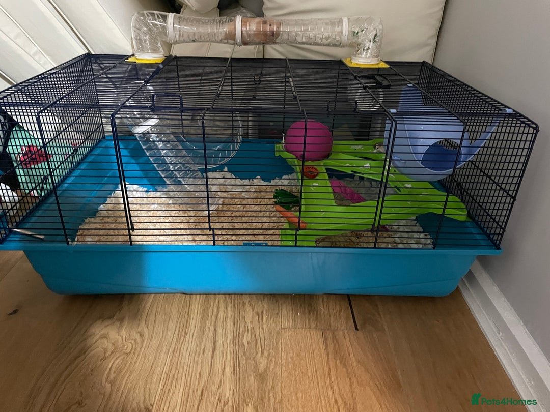 Hamster rodents for sale: Gorgeous female Syrian hamster 8 weeks old  - Image 3