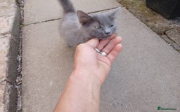 Russian Blue cats for sale: Kittens  - Image 5