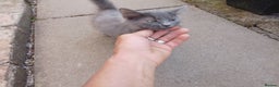 Russian Blue cats for sale: Kittens  - Advert 4