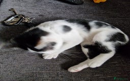 Mixed Breed cats for sale: Bengal x Domestic short hair Kittens - Image 13
