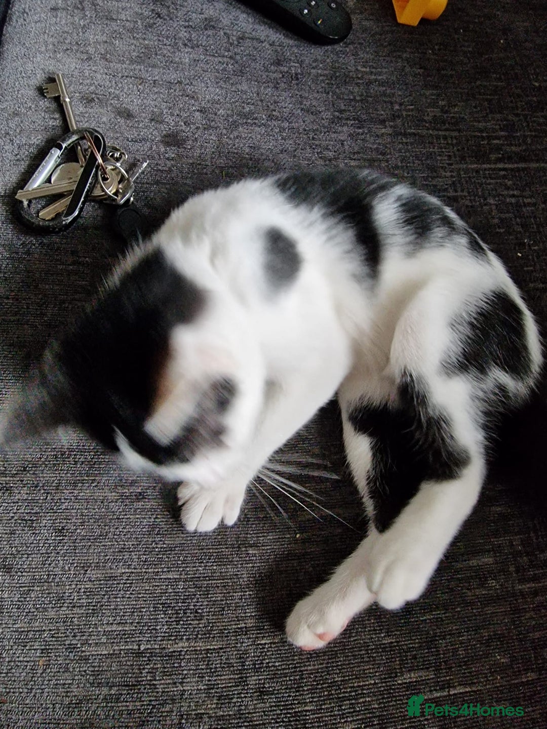 Mixed Breed cats for sale: Bengal x Domestic short hair Kittens - Image 13