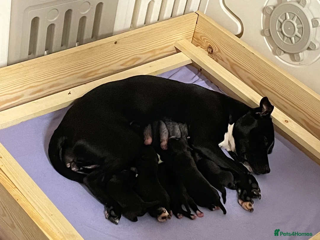 Staffordshire Bull Terrier dogs for sale: Staffordshire Bull Terrier Pups 💙🩷 - Advert 4