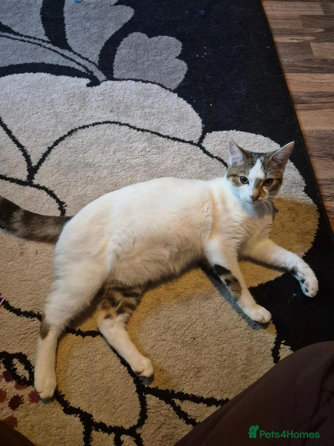 Domestic Shorthair cats for sale: Kitten for sale in Stoke-on-Trent - Advert 1