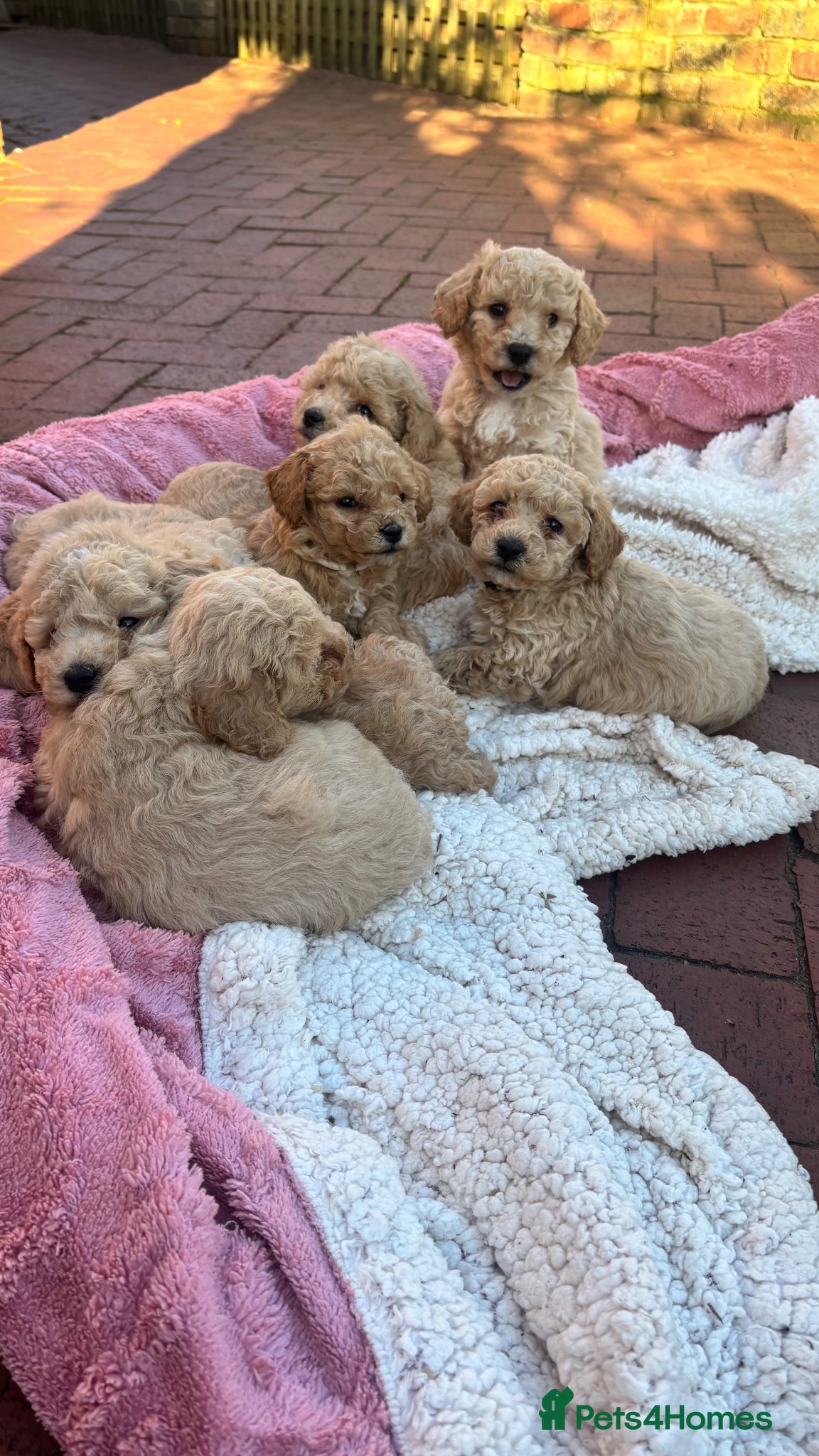 Poochon dogs Stunning health tested Poochon puppies - Advert 17