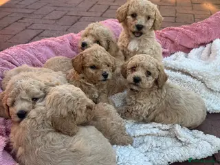 Poochon dogs Stunning health tested Poochon puppies - Advert 17