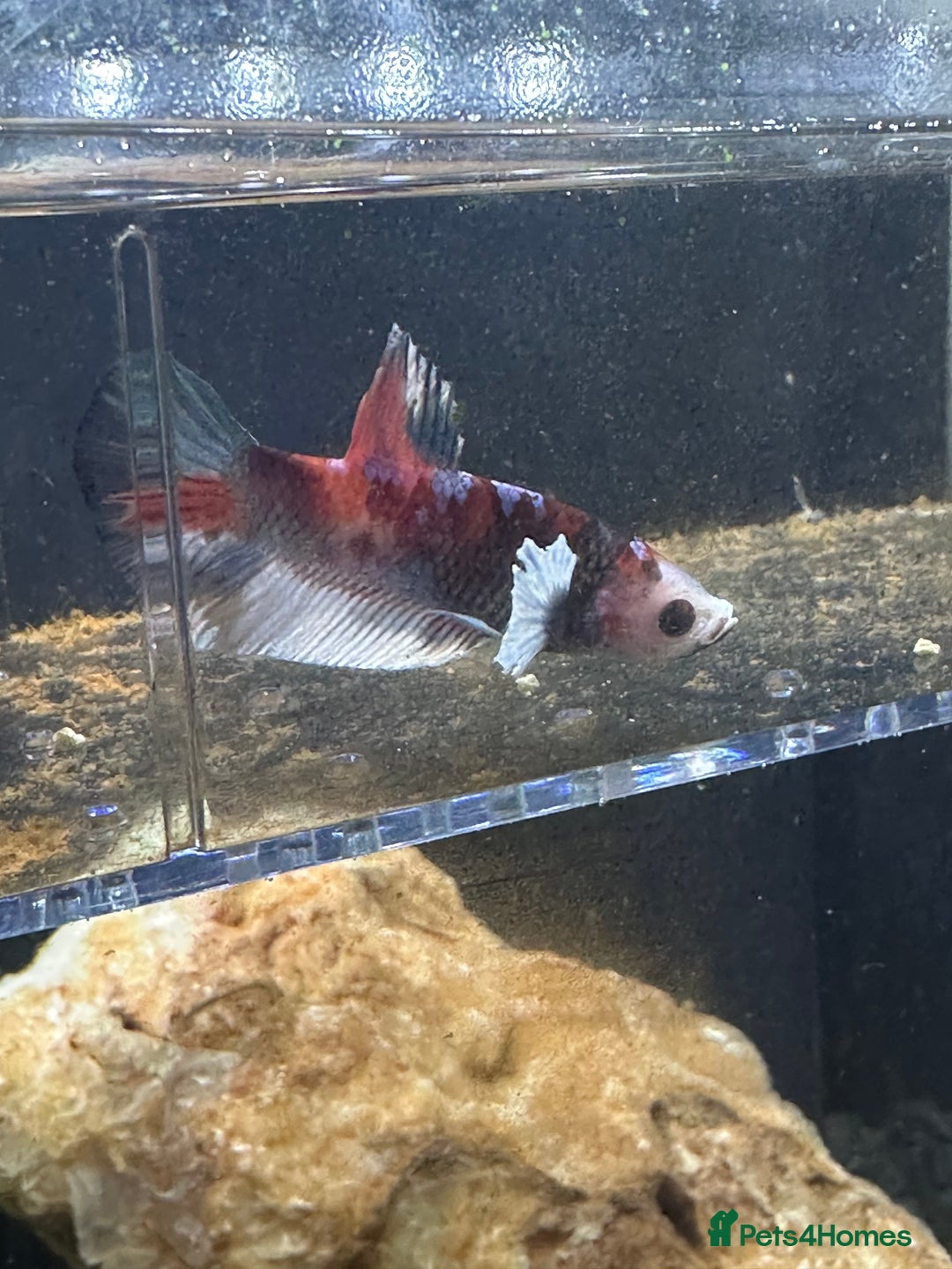 Bettas fish for sale: Betta fish seeking homes  - Image 3