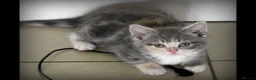 Mixed Breed cats for sale: Adorable Ragdoll x Maine Coon mix kittens  - Advert 9