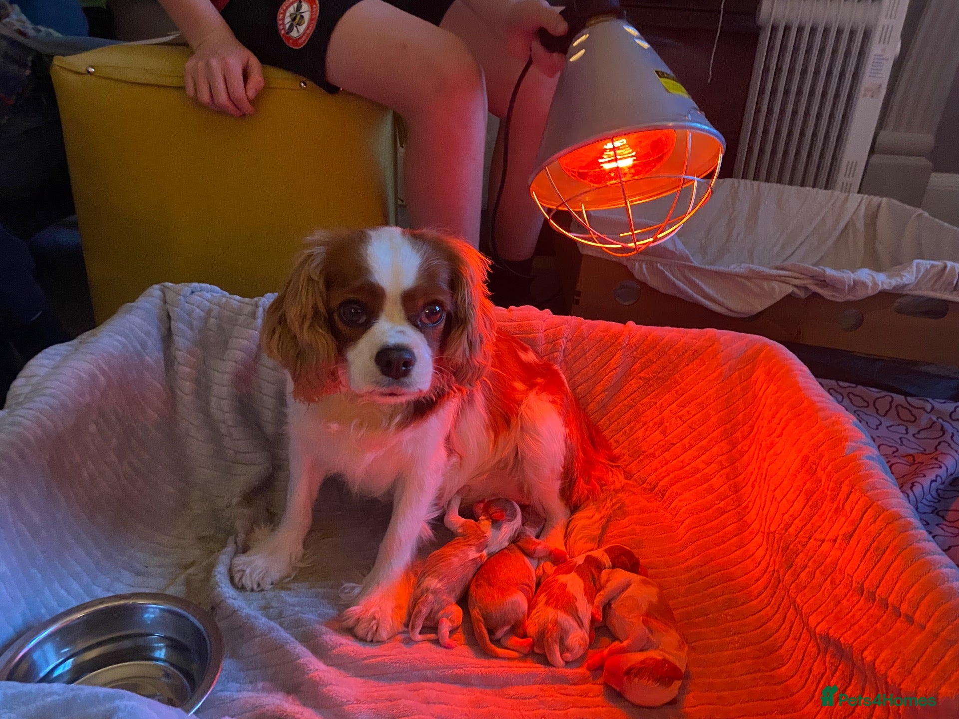 Cavalier King Charles Spaniel dogs Beautiful Cavalier King Charles Spaniel puppies - Advert 12