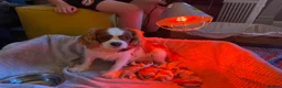 Cavalier King Charles Spaniel dogs for sale: Beautiful Cavalier King Charles Spaniel puppies - Advert 1