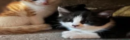 Mixed Breed cats for sale: Baby girl kittens - Advert 3
