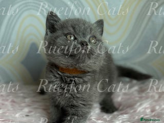 British Shorthair cats - Advert 30