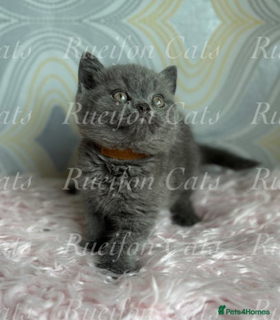 British Shorthair cats - Advert 10