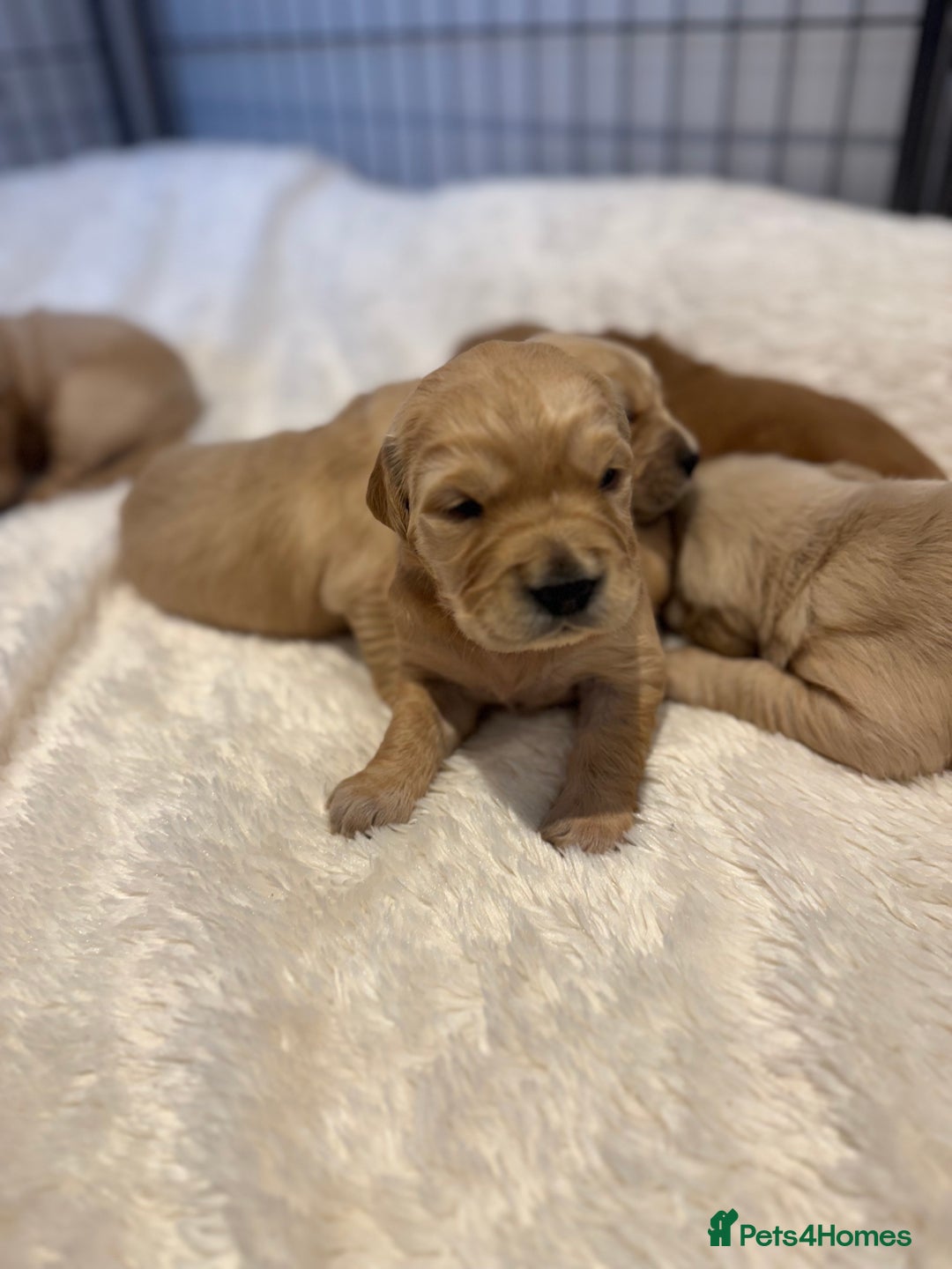 Golden Retriever dogs for sale: Gorgeous KC Golden retrievers  - Advert 17