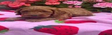 Cockapoo 3