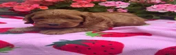 Cockapoo dogs for sale: 8 red dna tested clear f1 Cockerpoo puppies  - Advert 15