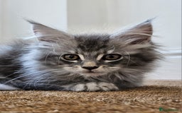 Maine Coon cats for sale: XL Maine Coon kittens - Image 1
