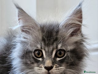 Maine Coon cats - Advert 16