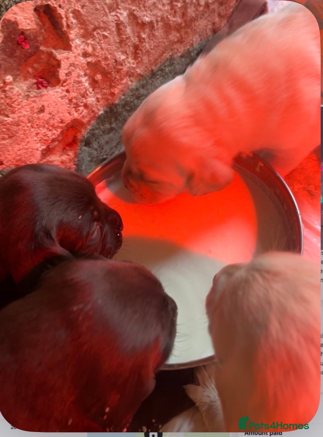 Labrador Retriever dogs for sale: 🌟 Fully vaccinated Chunky pedigree Labradors 🌟  - Advert 39