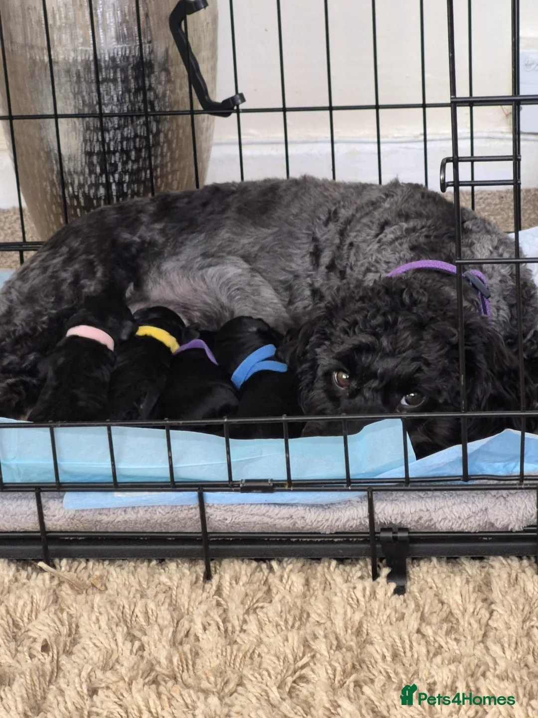 Cockapoo dogs for sale: Poodles for sale - Advert 5