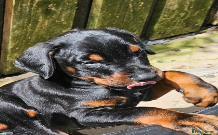 Dobermann dogs - Advert 1